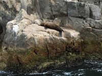 IMG 3933  Sea Lion