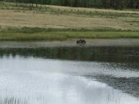 IMG 4397  Moose at Kenosha Pass