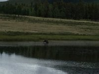 IMG 4398  Moose at Kenosha Pass