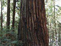 IMG 4627  Armstrong Redwoods