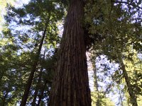 IMG 4629  Armstrong Redwoods